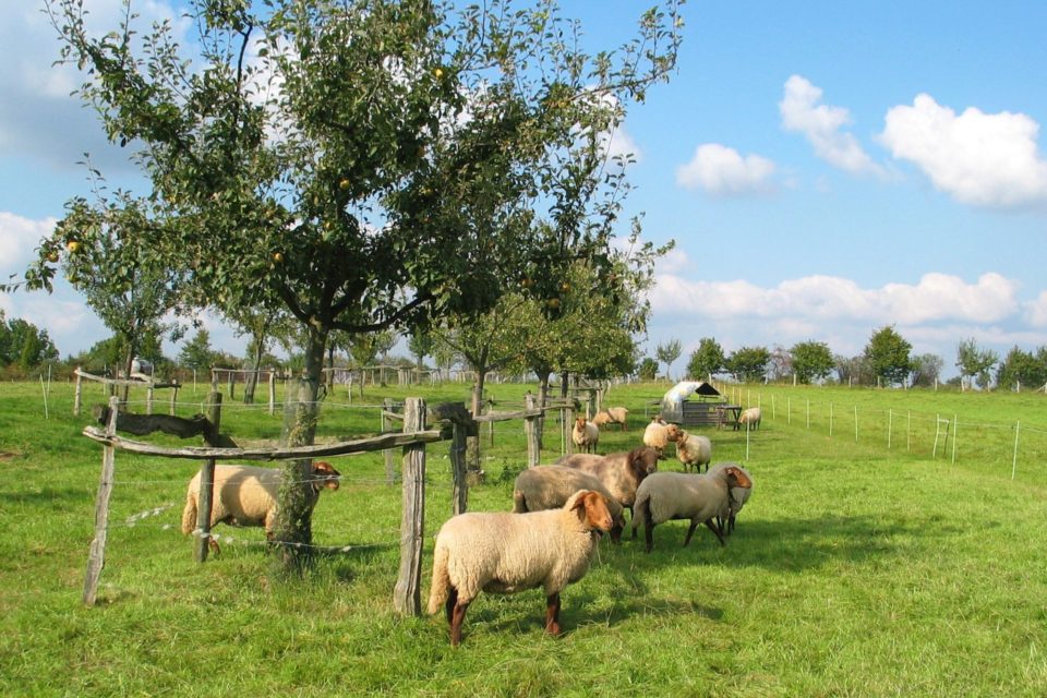 Foto: Schafe in der Weide (© Markus Barkhausen)