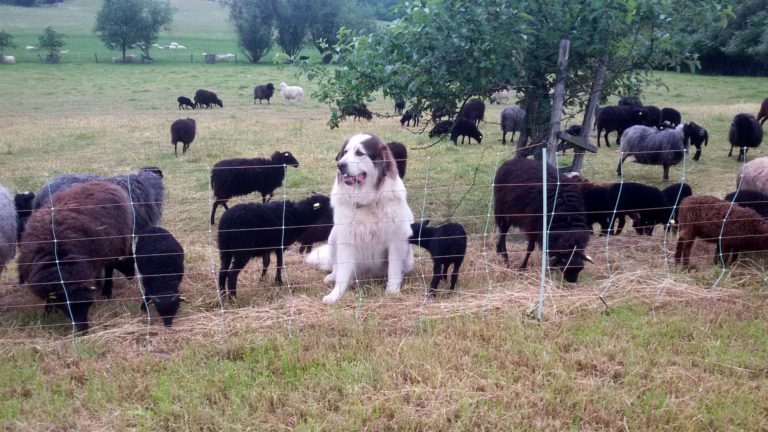 Foto: Herdenschutzhund und Schafe hinter elektrischem Weideschutzzaun (© Ortrun Humpert)