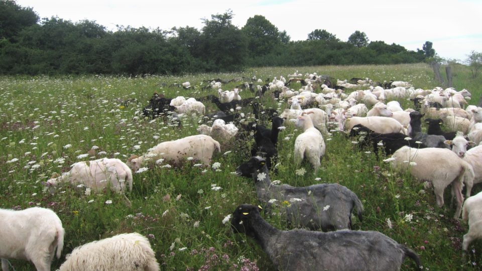 Foto: Schafe auf der Weide (© Ortrun Humpert)