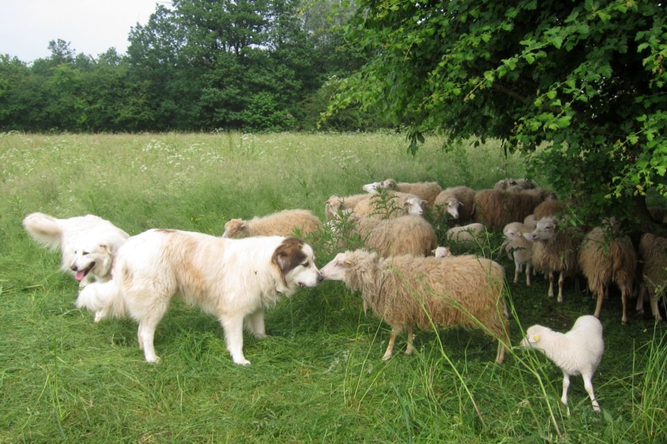 Foto: Herdenschutzhunde und Schafe (© Ortrun Humpert)