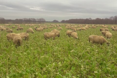 Foto: Schwarzköpfiges Fleischschaf (© Georg Risse)