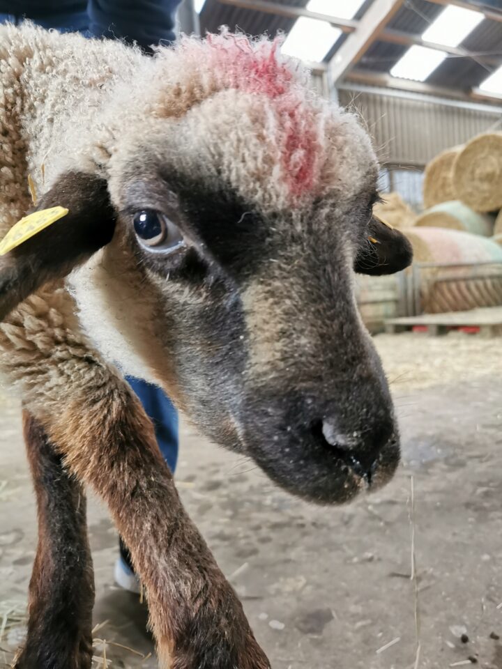 Am Blauzungenvirus erkranktes Tier. Schlechtes Allgemeinbefinden, geschwollener Kopf.