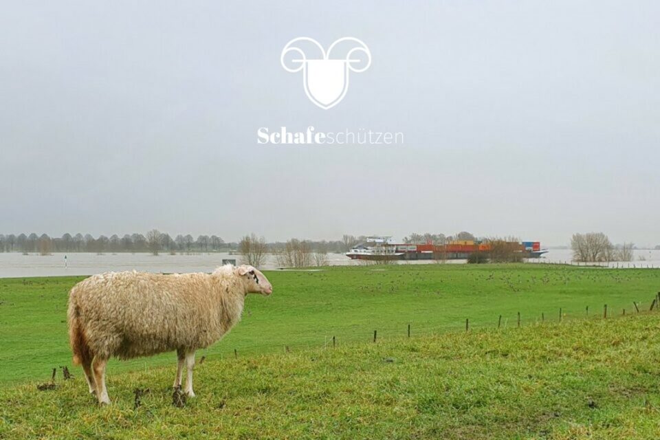 Schafe leisten einen wichtigen Beitrag zum Hochwasserschutz, wie hier am Rhein. Dies gilt es zu erhalten. (© Tiemann)