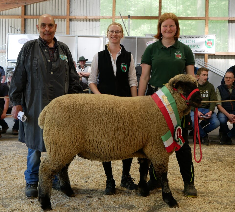 Preisrichter Klaus Michels präsentiert gemeinsam mit Zuchtleiterin Fides Lenz und Vorführerin Anja Viethen den Landessieger, Rassesieger und Fleischsieger aus Zucht Specht, Hünxe. Der rahmige und fleischige Bock mit rassetypischer Schaupe wurde zum Tageshöchstpreis von 3.600 Euro nach Mecklenburg-Vorpommern verkauft. (© Schafzüchtervereinigung NRW)