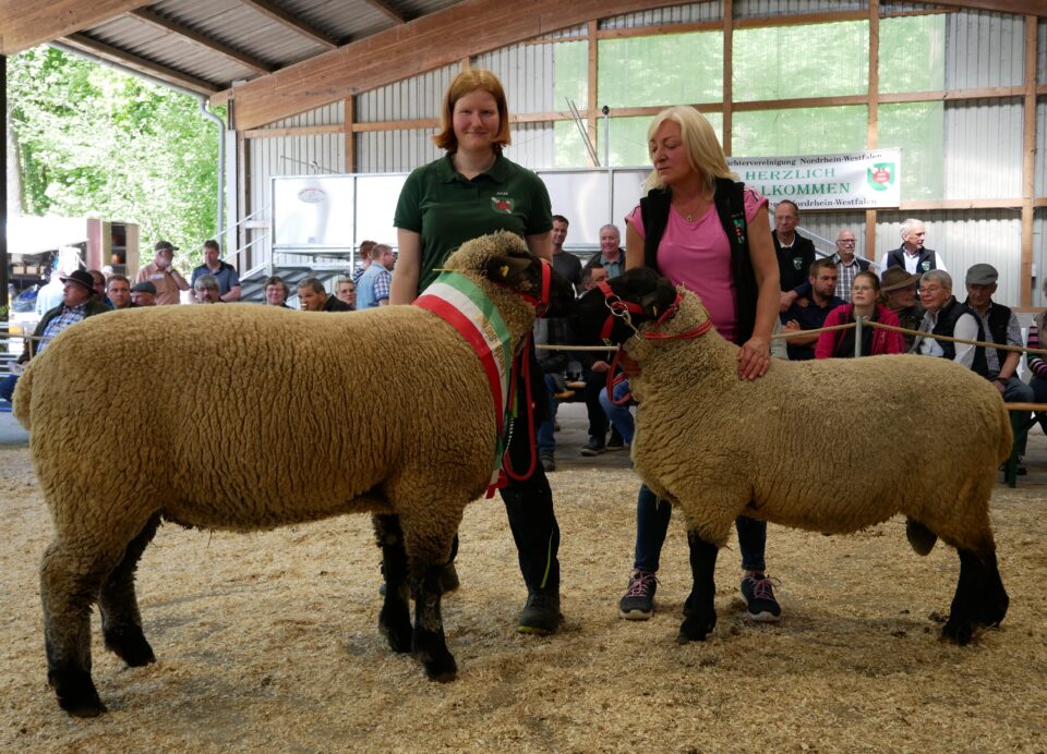 Die besten Böcke des Tages: Links der Landessieger der Rasse Schwarzkopf mit dem höchsten Gewicht des Tages: 156 kg. Rechts Bester Bock der Rasse Suffolk aus der Zucht Antenbrink, Beverungen, vorgeführt von Hannelore Antenbrink. Mit 750 € wurde er als teuerster Bock der Rasse ins benachbarte Hessen verkauft. (© Schafzüchtervereinigung NRW)