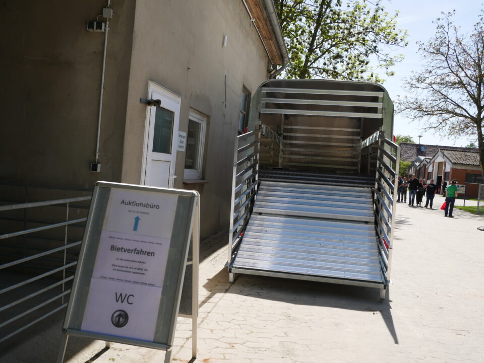 Impressionen der Jährlingsbockauktion 2025 auf Haus Düsse (© Schafzüchtervereinigung NRW)