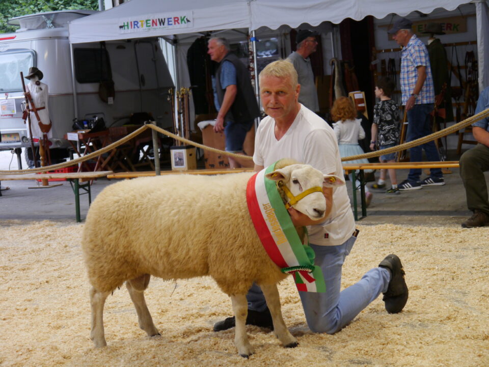 Der Bundessieger (Katalognummer 44) des ersten Tages mit einem Zuchtindex vor der Körung von 144. Der Bock wurde dreimal mit der Note 8 bewertet, ist lang, rahmig und korrekt und stammt aus der Zucht von Andreas Johlen. Er wurde für 1.400 € verkauft.