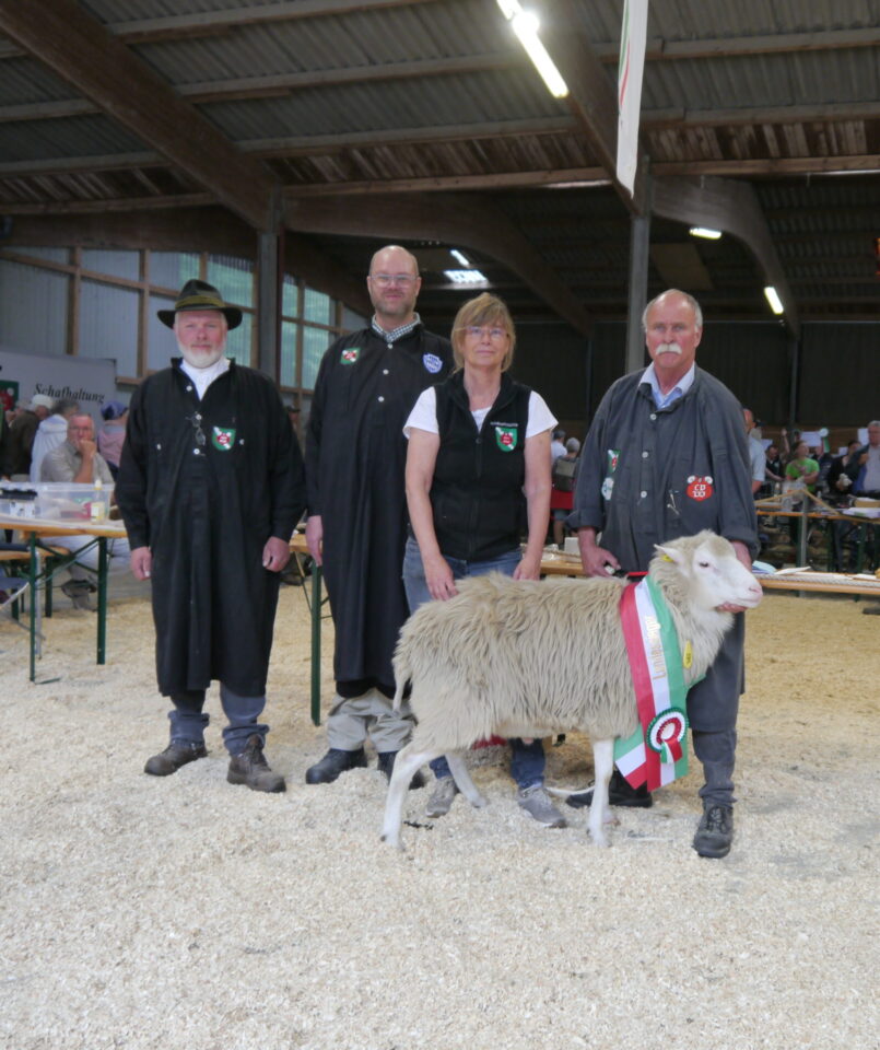 Die Preisrichter präsentieren gemeinsam mit der Züchterin Iris Behrens aus Sprockhövel das beste Landschaf des Tages, einen Altbock der Rasse Weiße Hornlose Heidschnucke mit einer besten Wolle, durchaus typischer Schaupe und ansprechendem Exterieur, welches anl. der Körung im Oktober 2024 mit der Höchstnote 9 ausgezeichnet wurde. Der Bock stammt aus der Zucht von Iris Behrens.