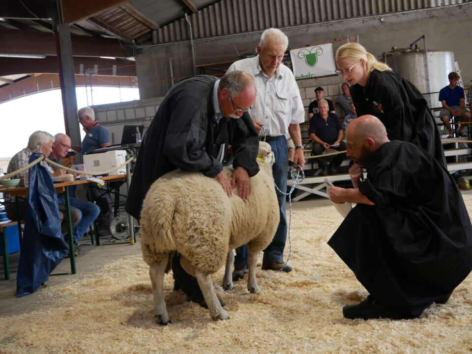 Die Körungen der Texelschafe am 15.08.2025