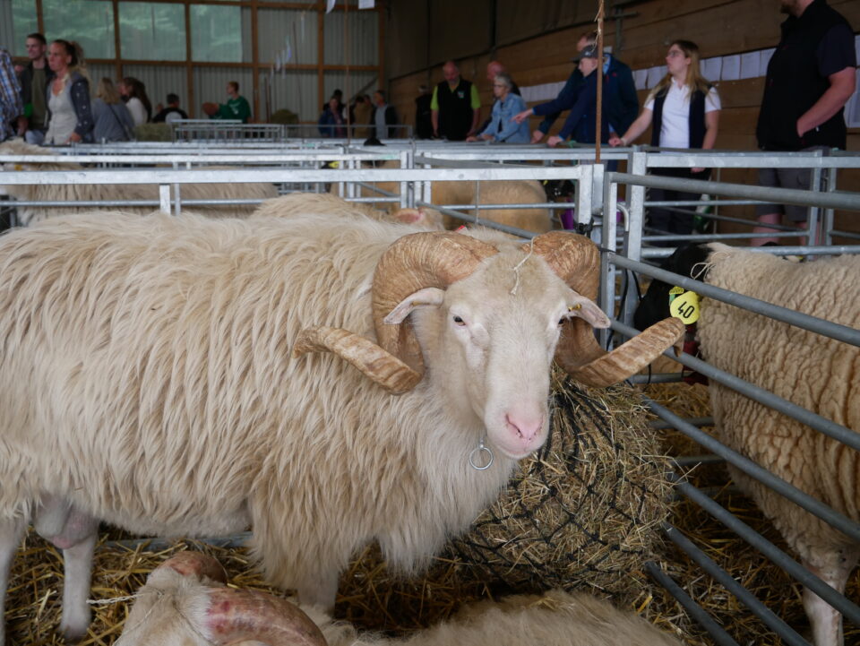 Ein Bock der Rasse Weiße Gehörnte Heidschnucke auf den NRW Schaftagen
