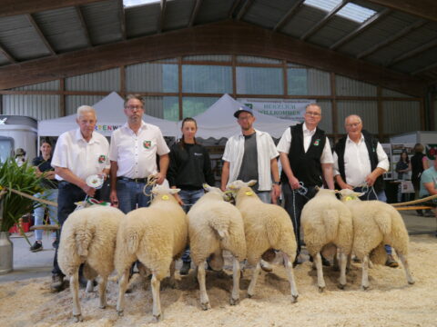 Prämierung der Texel am 16.08.2025