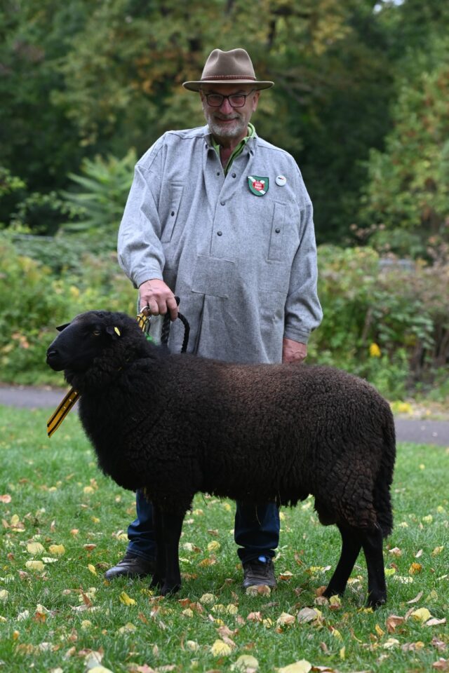 Bundesschau SKU und RPL 2025 - Züchter Gerd Meyer stellt TASSO (DE 01 05 111 43638 NW-MO) vor. Foto Dr. Peter Richterich