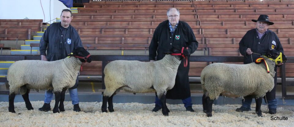 Die drei besten Böcke der jüngsten Suffolkböcke. V.l.n.r. Ic Bässe, Ib Antenbrink, Ia Belz. Die Böcke waren erst ca. ein Jahr alt und gut einwickelt. Tageszunahmen bis 650 Gramm in der Jugend-entwicklung sind hier möglich und gar nicht so selten wie der Bock in der Bildmitte es beweist. (Foto: Heinrich Schulte)