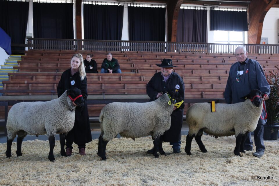 Elite in Krefeld 2026, SUF-Klasse, 1a Zucht Filies (Foto: Heinrich Schulte)
