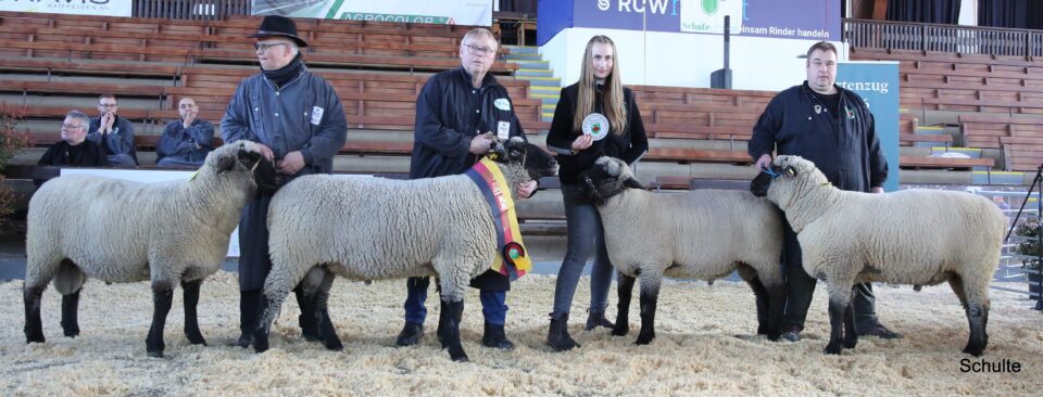 Die Klassensieger der jüngeren Schwarzkopfböcke v.l.n.r. zwei Klassensieger aus Zucht Rehse in Niedersachsen, 3. v.l. der Reservesieger aus der Zucht PA Grünland – vorgeführt von Alina Jochmann, rechts der Klassensieger aus Zucht Völkel in Hilchenbach. (Foto: Heinrich Schulte)