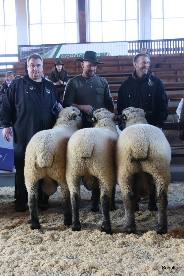 Beste Züchtersammlung der Rasse SKF aus der Zucht Völkel Hilchenbach. Die hervorragenden Böcke werden vorgeführt von Florian Völkel, Lorenz Hofmann und Kevin Bziuk. (Foto: Heinrich Schulte)