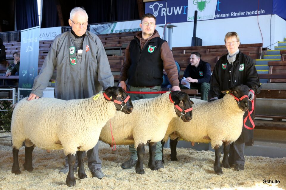 Filies stellten die ansprechende Reservezüchtersammlung der Rasse Suffolk. Unterstützt wurden sie hier von Nachwuchszüchter Frederik Tigges in der Bildmitte. (Foto: Heinrich Schulte)