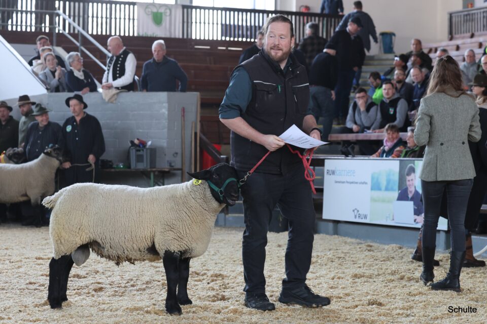 Moritz Specht zeigt den Reservefleischsieger der Suffolks. Dieser wurde für 750 € an einen Züchterkollegen im Münsterland verkauft. Die Wirtschaftsvereinigung Deutsches Lammfleisch sponsorte den Kauf mit 100 €. (Foto: Heinrich Schulte)