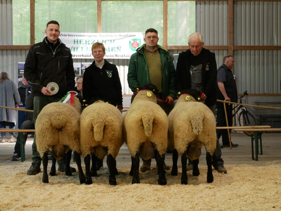 Luca Büst siegte bei den Suffolks vor den Böcken aus der Zucht Filies