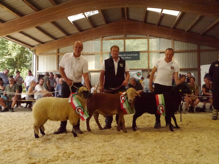 Die drei Landessieger am Sonntag: Fleischschafe - Ein Shropshire-Mutterlamm aus der Zucht Reckmann, Haarschaf - ein Bock der Rasse Braunes Haarschaf aus der Zucht Daniel Scheppokat und bei den Landschafen ein Mutterschaf der Rasse Schwarzes Bergschaf aus der Zucht von Klaus-Louis Hanne