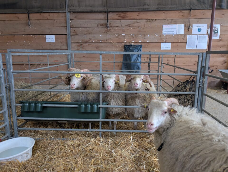 Impressionen aus dem Stall
